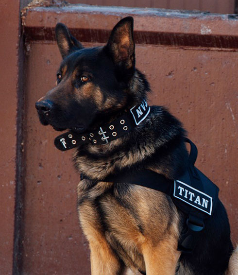 Köpekli Güvenlik ve Devriye Hizmetleri