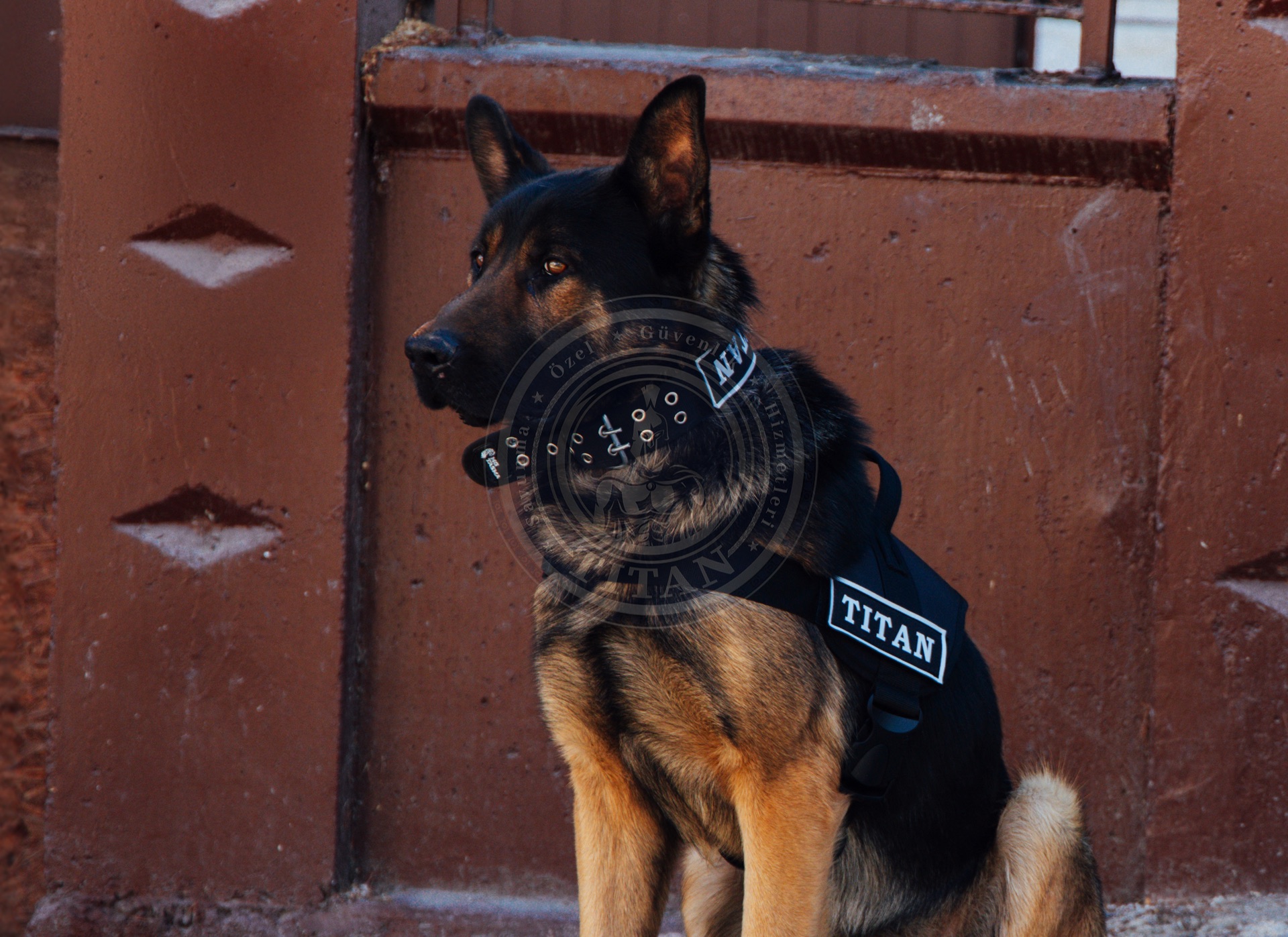 Canine Security and Patrol Services